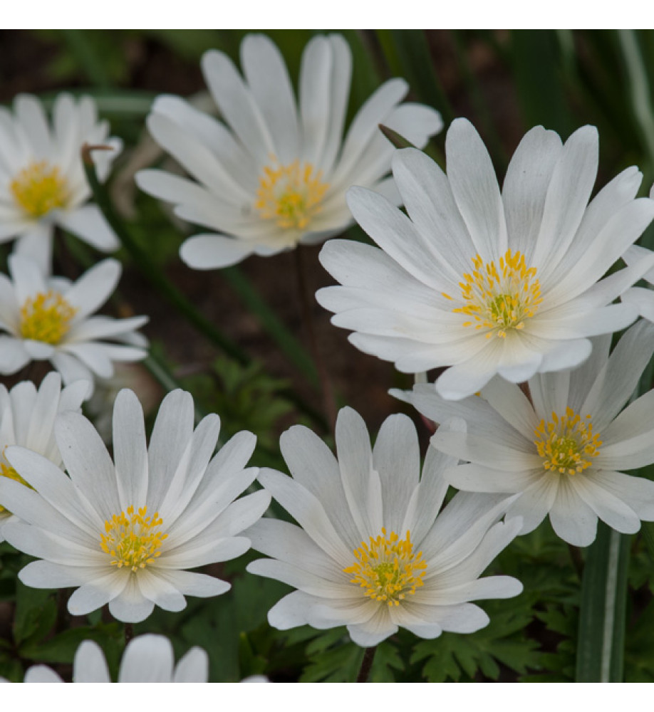 Anemone blanda White Splendour (1 x bulb)