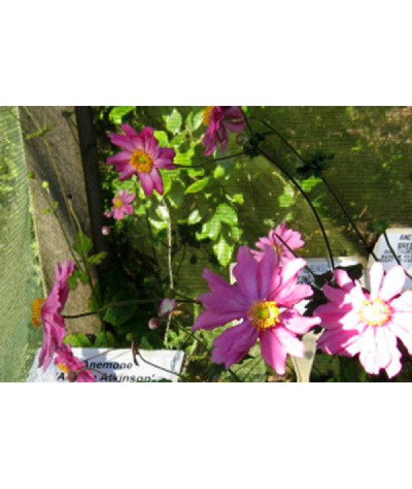 Anemone x hybrida Bressingham Glow (0.8lt)