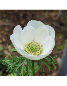 Anemone coronaria Die Braut (9cm)