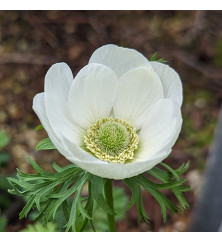 Anemone coronaria Die Braut (9cm)