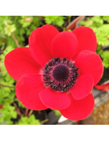 Anemone coronaria Hollandia (1lt)