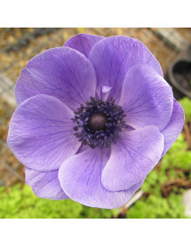 Anemone coronaria Mr Fokker (1lt) Anemone coronaria Mr Fokker (1lt)