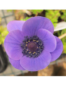 Anemone coronaria Mr Fokker (1lt)