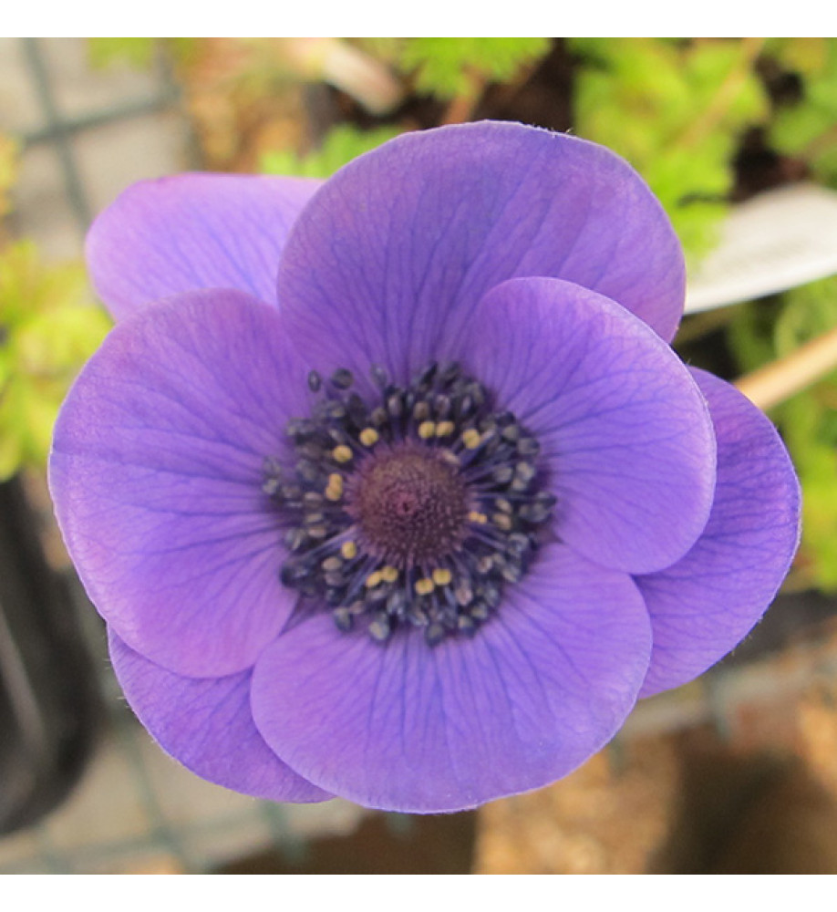Anemone coronaria Mr Fokker (1lt)