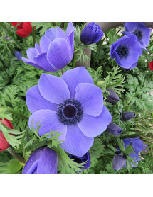 Anemone coronaria Mr Fokker (9cm)