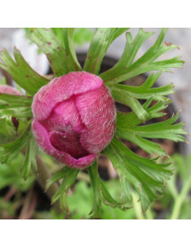 Anemone coronaria Sylphide (1lt) Anemone coronaria Sylphide (1lt)