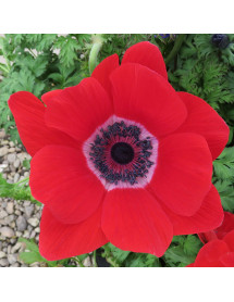 Anemone coronaria Hollandia (1lt)