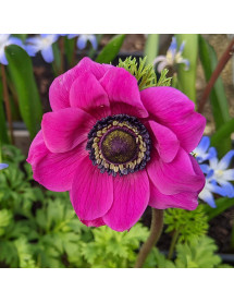 Anemone coronaria Sylphide (1lt)