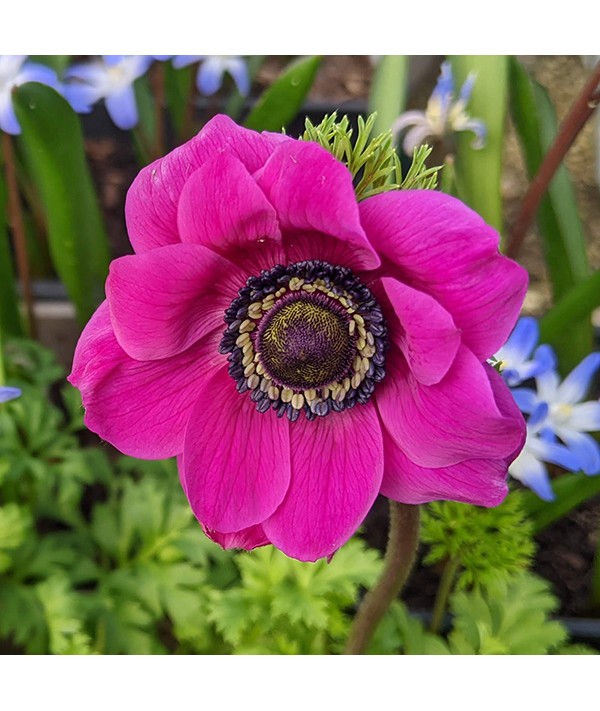 Anemone coronaria Sylphide ()