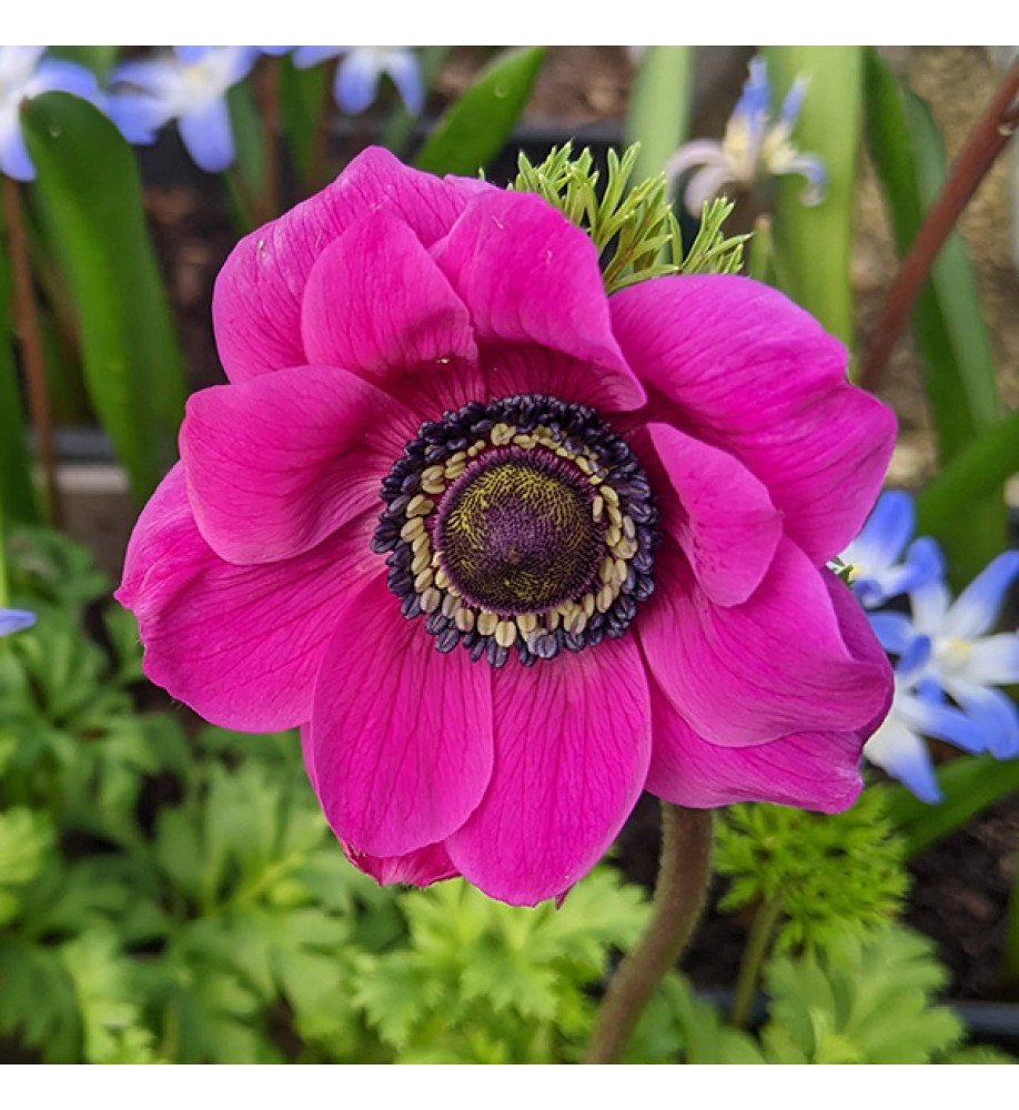 Anemone coronaria Sylphide (1lt)