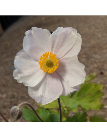 Anemone Dreaming Swan (0.8lt)