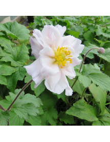 Anemone Dreaming Swan (0.8lt)