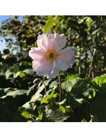 Anemone Dreaming Swan (2lt) Anemone Dreaming Swan (2lt)