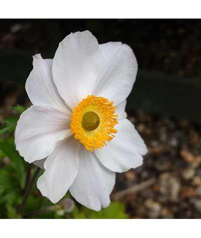 Anemone Elfin Swan (1lt)