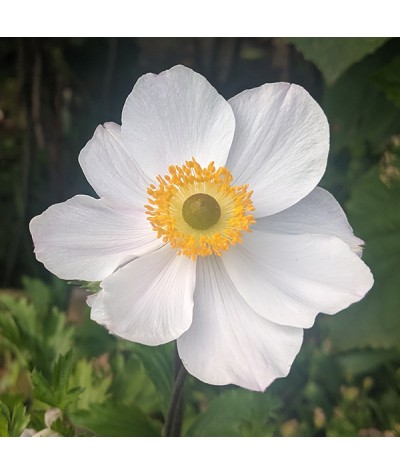 Anemone Elfin Swan (1lt)