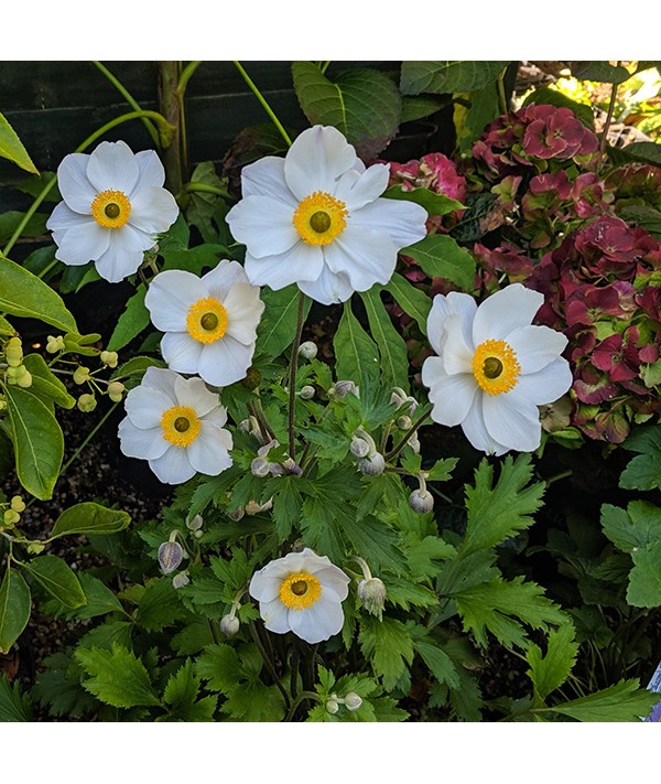 Anemone Elfin Swan (1lt)