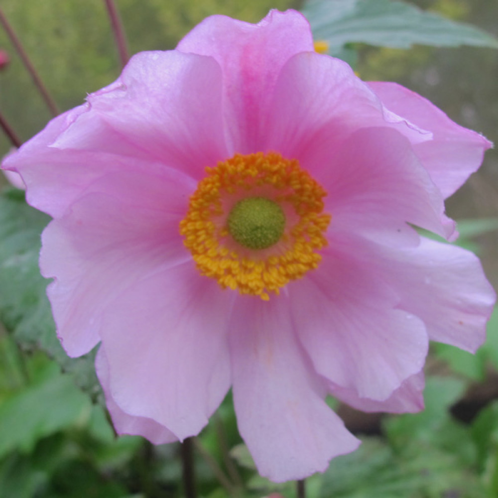 Anemone x hybrida Serenade (1lt) Anemone x hybrida Serenade (1lt)