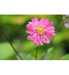 Anemone hupehensis japonica Pamina (0.8lt) Anemone hupehensis japonica Pamina (0.8lt)