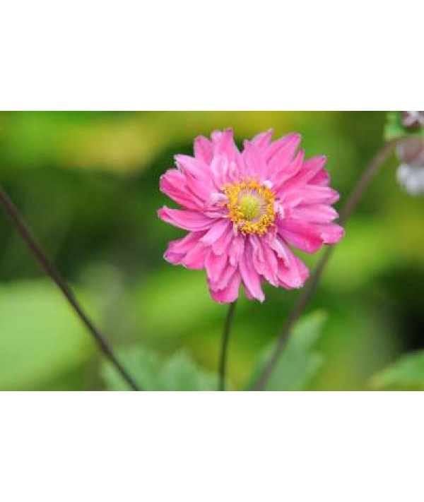 Anemone hupehensis japonica Pamina (1lt)