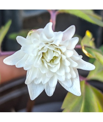 Anemone nemorosa Blue Eyes (1lt)