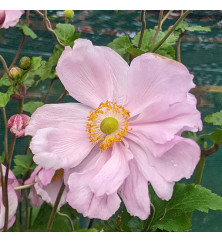 Anemone x hybrida Konigin Charlotte (0.8lt) Anemone x hybrida Konigin Charlotte (0.8lt)