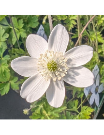 Anemone rivularis (1lt)
