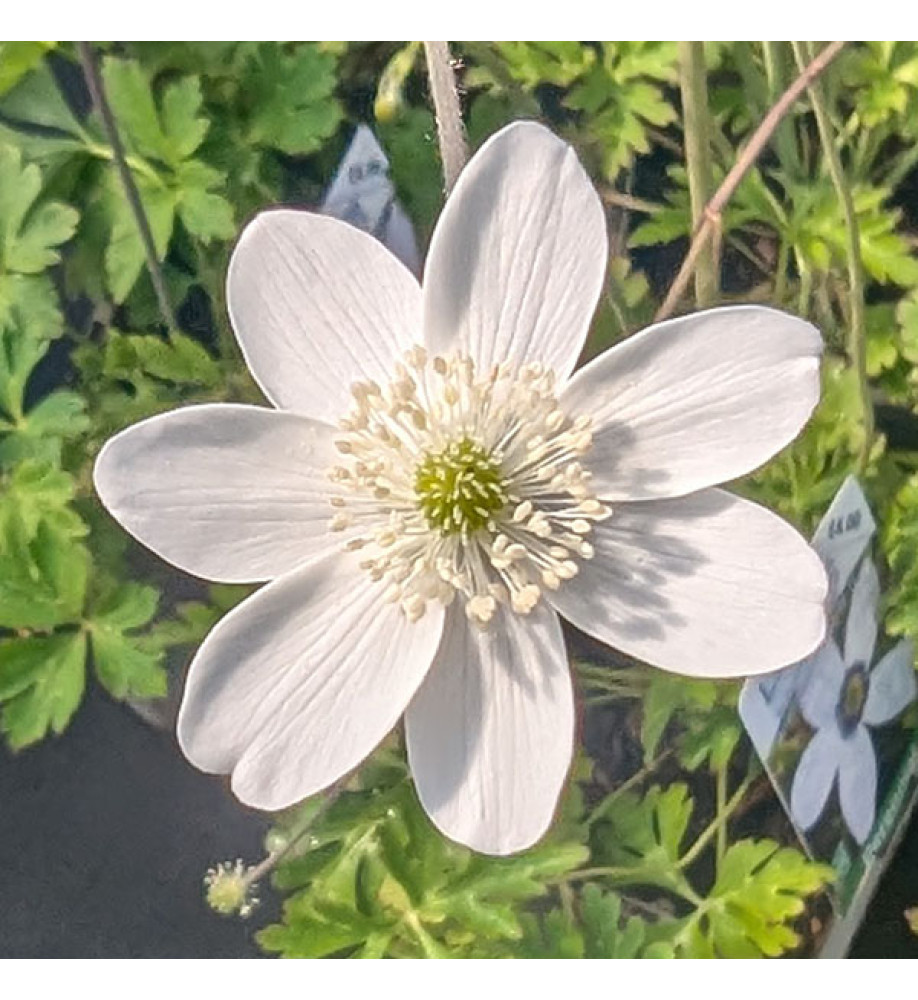Anemone rivularis (1lt)