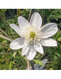 Anemone rivularis (1lt)