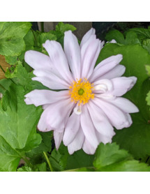Anemone x hybrida Montrose (1lt)
