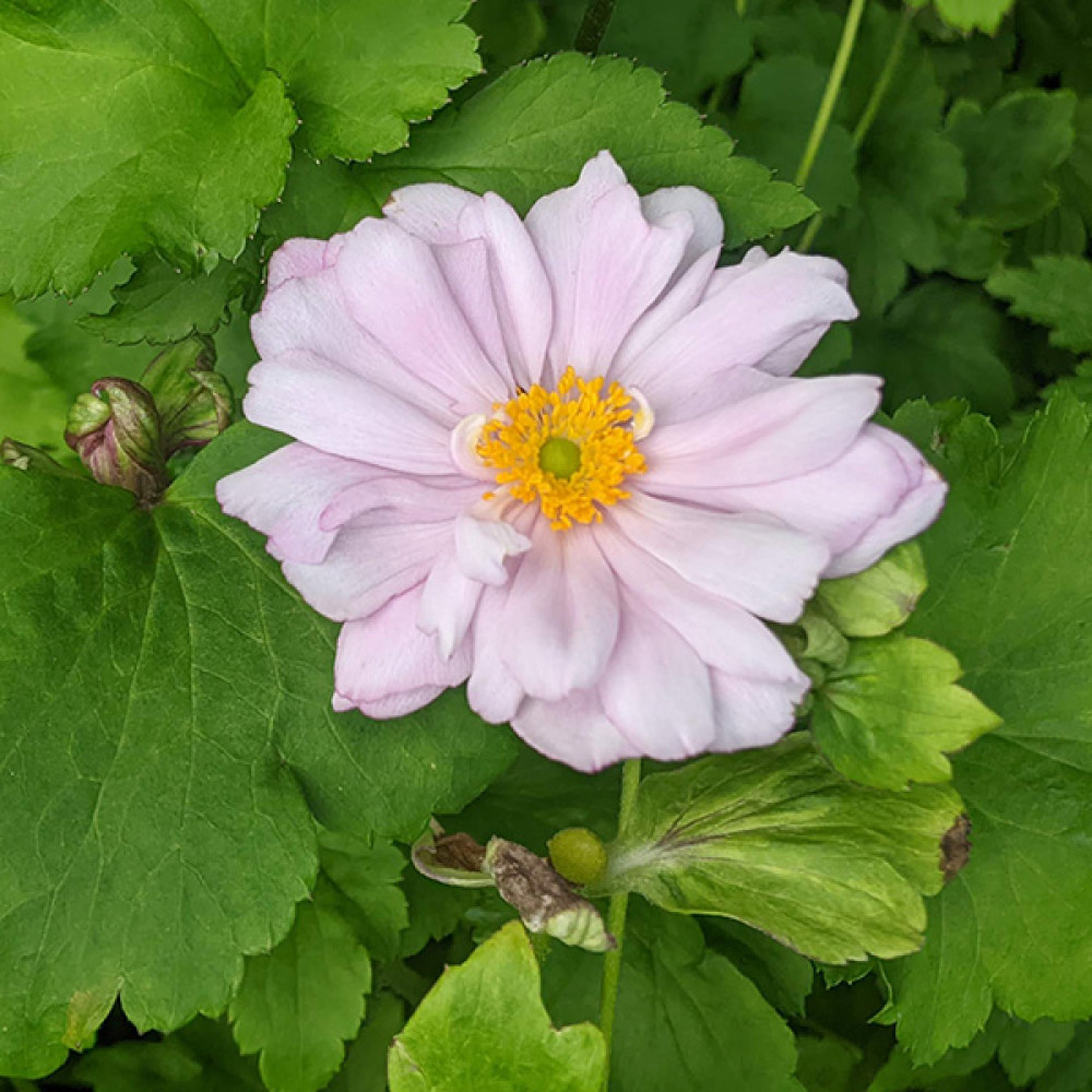 Anemone x hybrida Montrose (1lt)
