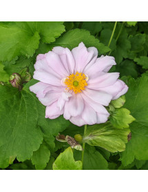 Anemone x hybrida Montrose (1lt)