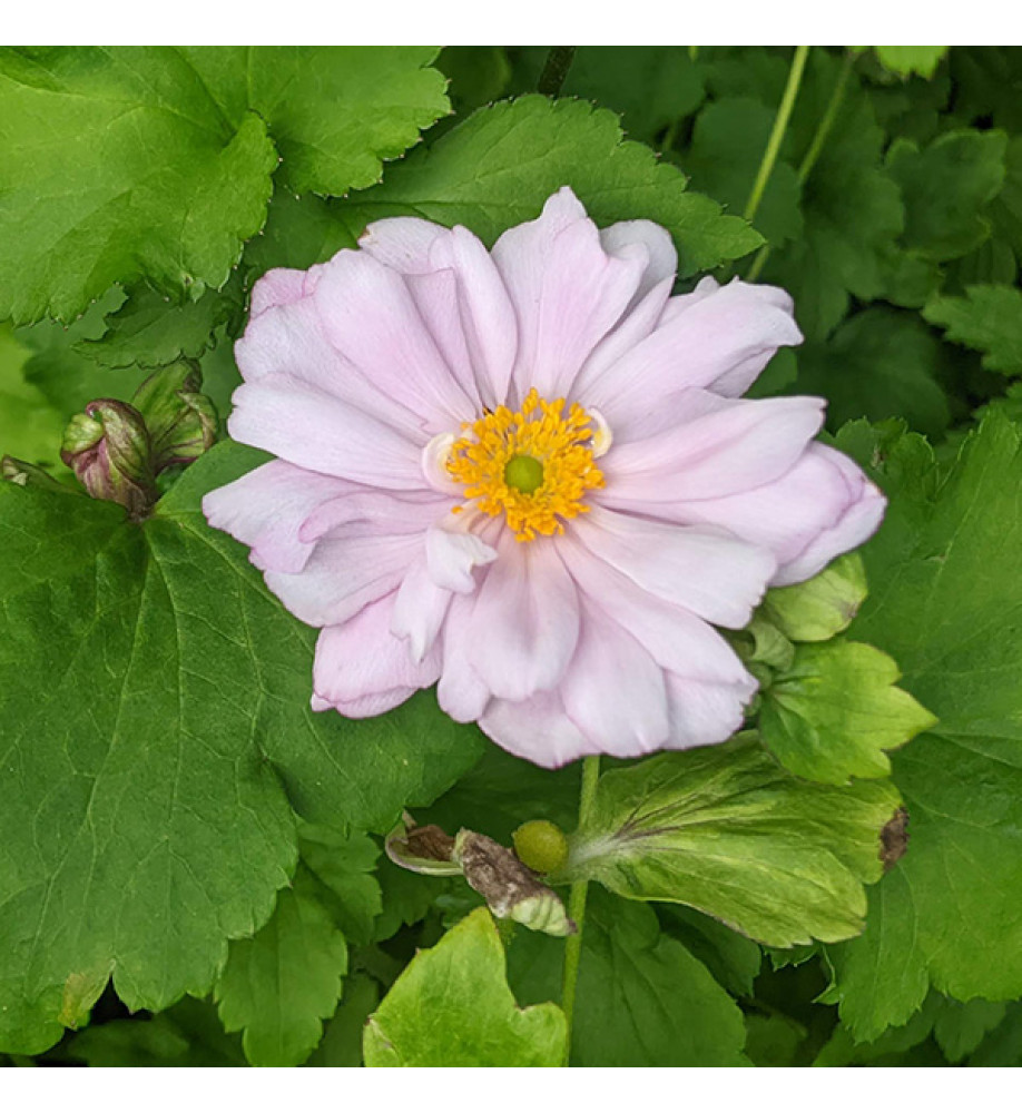 Anemone x hybrida Montrose (1lt)