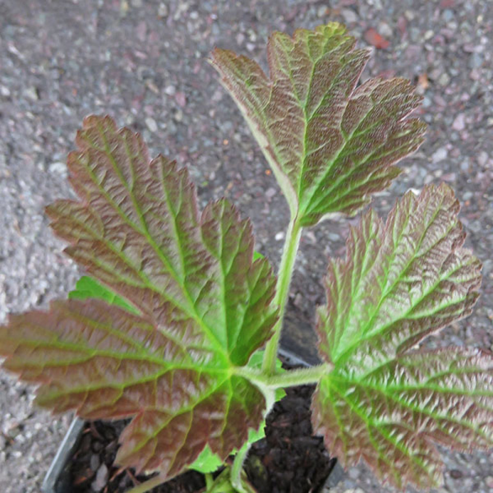 Anemone x hybrida Robustissima (1lt) Anemone x hybrida Robustissima (1lt)