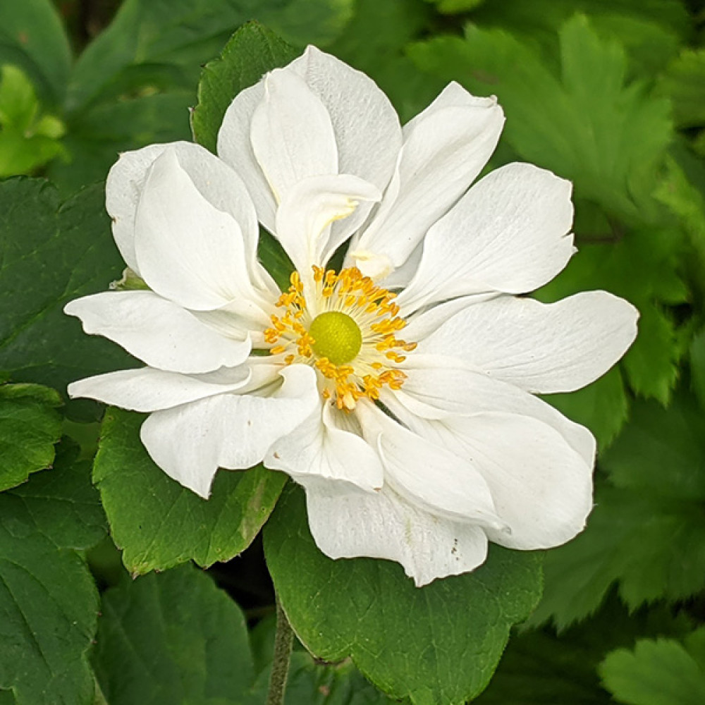 Anemone x hybrida Whirlwind (1lt) Anemone x hybrida Whirlwind (1lt)
