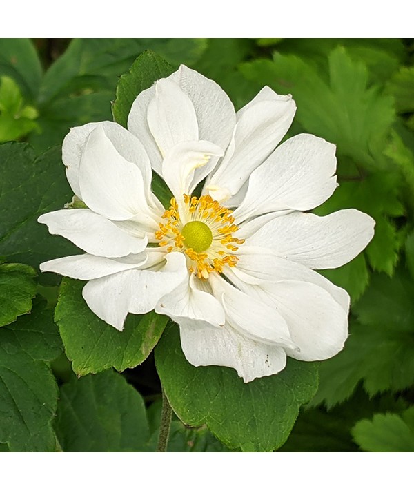 Anemone x hybrida Whirlwind (1lt)