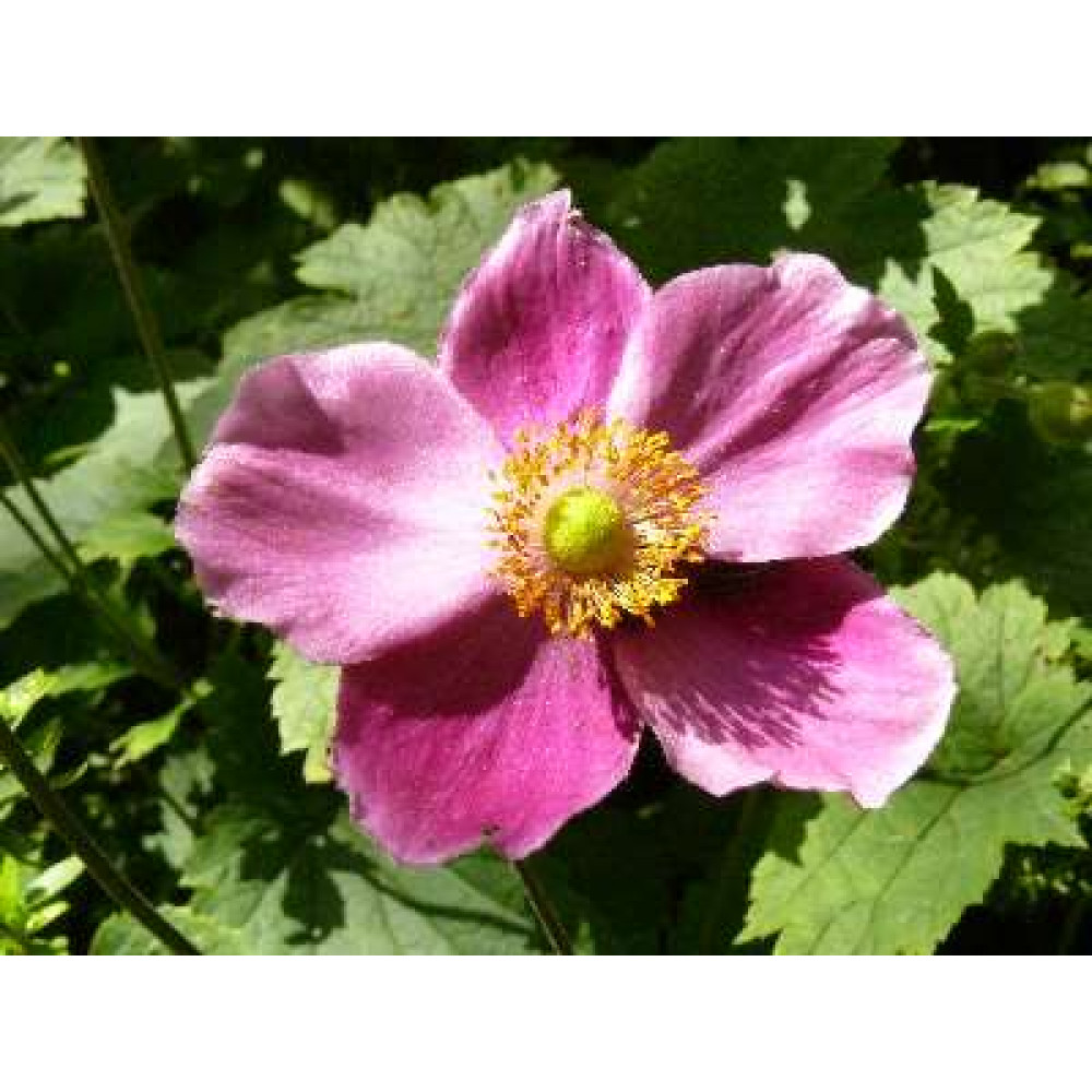 Anemone hupehensis Hadspen Abundance (1.5lt)