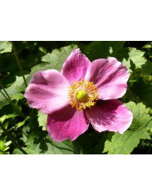 Anemone hupehensis Hadspen Abundance (1.5lt)