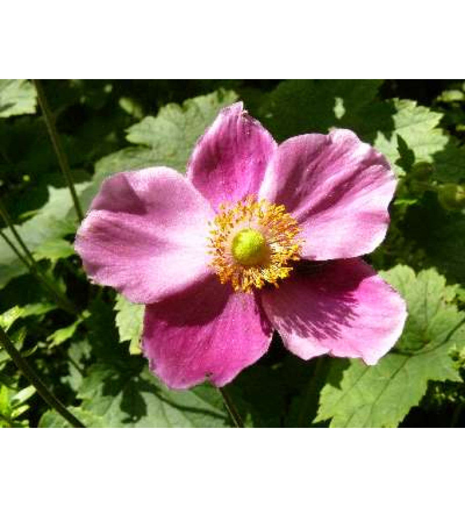 Anemone hupehensis Hadspen Abundance (1.5lt)