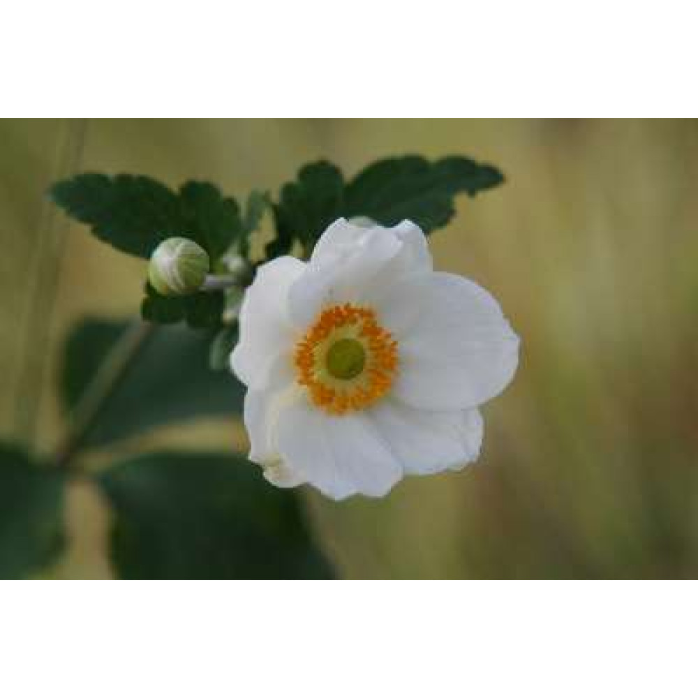 Anemone x hybrida Andrea Atkinson (2lt)