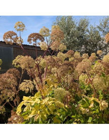 Angelica archangelica (0.8lt)