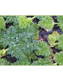 Angelica pachycarpa (2lt) Angelica pachycarpa (2lt)