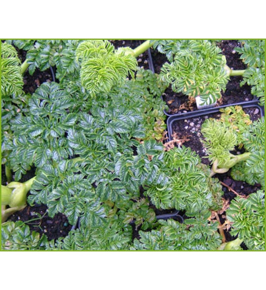 Angelica pachycarpa (2lt)
