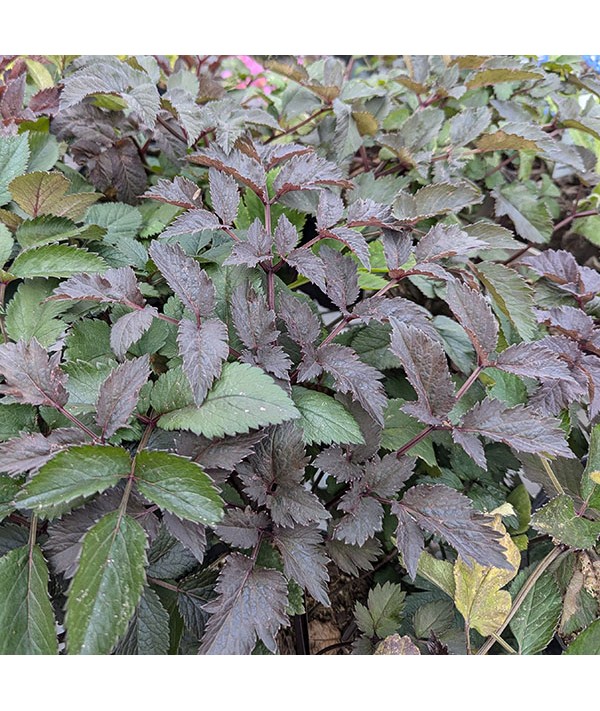 Angelica sylvestris Ebony (3lt)