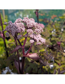 Angelica sylvestris Ebony (1lt)