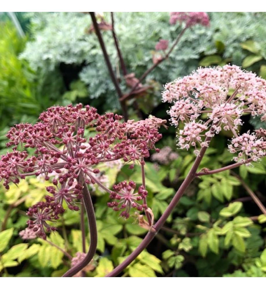 Angelica sylvestris Vicar's Mead (3lt)