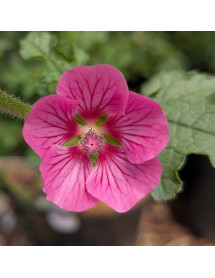Anisodontea Elegans Princess (3lt)