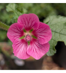 Anisodontea Elegans Princess (3lt)