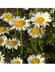 Anthemis tinctoria Lemon Ice (2lt)