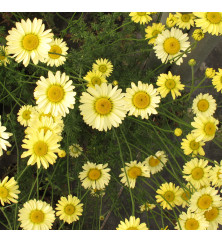 Anthemis tinctoria E.C. Buxton (0.8lt) Anthemis tinctoria E.C. Buxton (0.8lt)