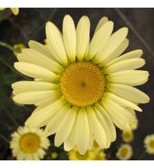 Anthemis tinctoria E.C. Buxton (0.8lt) Anthemis tinctoria E.C. Buxton (0.8lt)